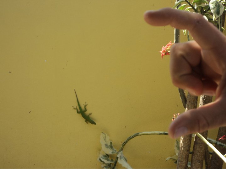 slideshow